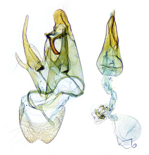 Palumbina guerinii